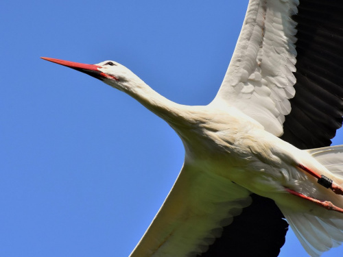 Одарка і Грицик: таємниця великої подорожі лелек - фото з відкритих джерел