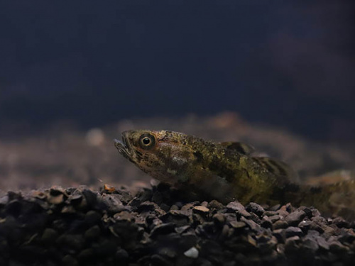 фото Віктора Севідова