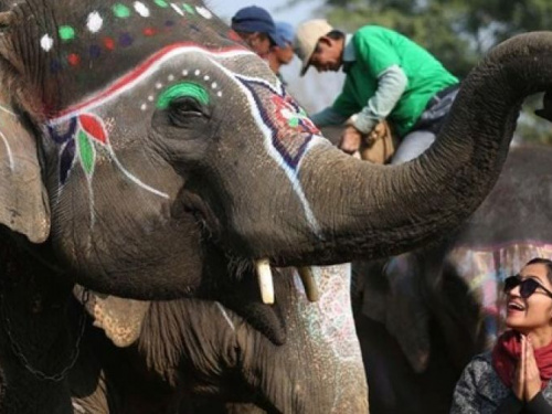 В Непале провели конкурс красоты для слонов (ФОТО)