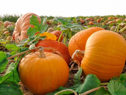 Що і коли робити на городі у серпні 2025 - фото з відкритих джерел