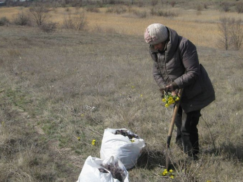 В Кривом Роге  пенсионерки уничтожают краснокнижные растения (фото, видео)