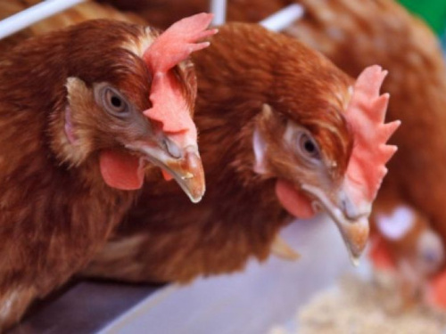 Фото із мережі Інтернет