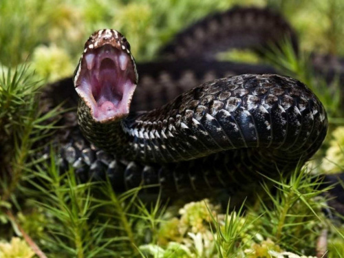 Небезпечні створіння літа - фото з відкритих джерел