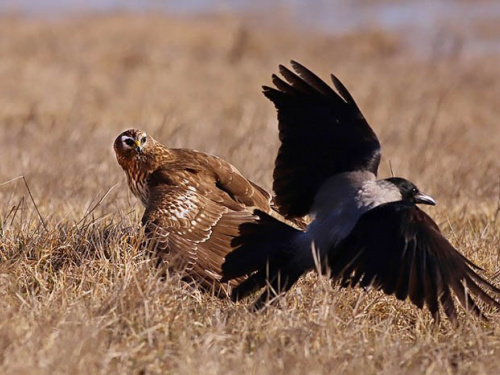 фото Віктора Севідова 