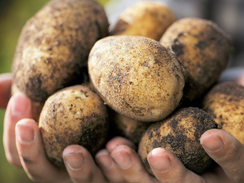 Не садіть без цього: як правильно проростити картоплю - фото з відкритих джерел