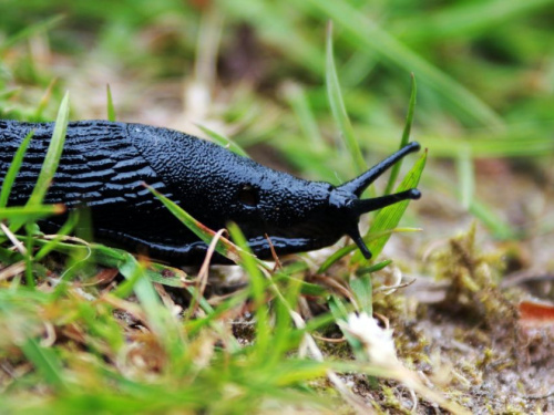 Чому слимаки бояться настурції і як це використати - фото з відкритих джерел