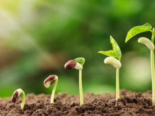 Посівний календар на квітень - фото з відкритих джерел