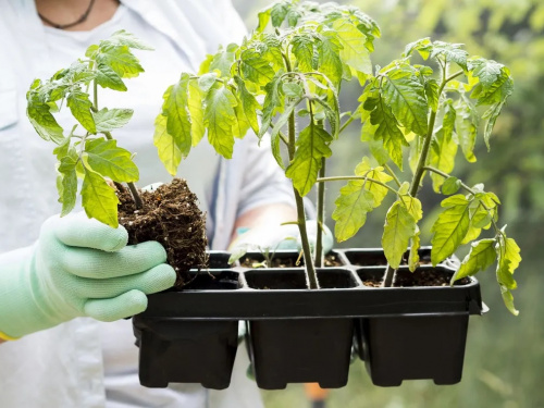 Що робити, якщо розсада слабне: поради для городників - фото з відкритих джерел