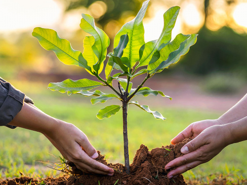 Що посадити в серпні, щоб сад радував навесні - фото з відкритих джерел