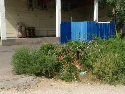 Криворожские супермаркеты оштрафовали за нескошенную амброзию (ФОТО)