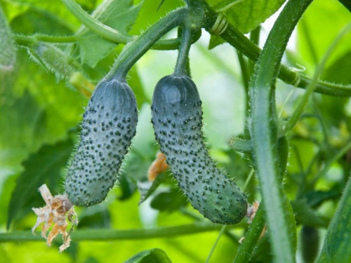 Огірочки - фото з відкритих джерел