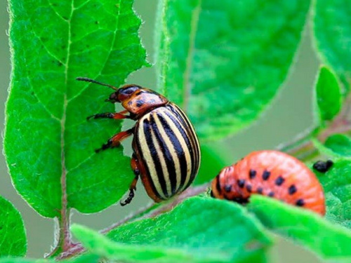 Колорадський кінець- фото з відкритих джерел