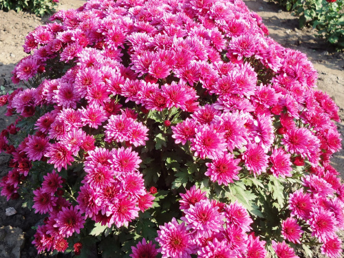 Фото Криворізького ботанічного саду