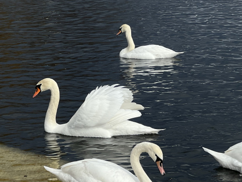 Ви тільки подивіться! У Кривому Розі на річці у парку оселилась велика зграя лебедів (ФОТО)