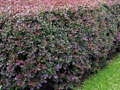 Жителей Кривого Рога приглашают создать зеленую "изгородь" в парке