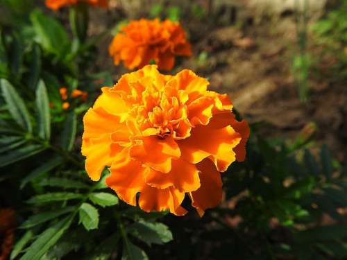 Як використати чорнобривці з користю - фото з відкритих джерел