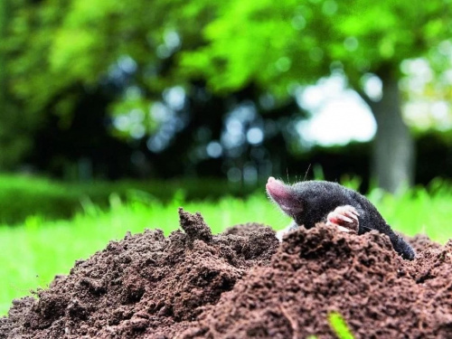 Як вигнати кротів із городу простим і безпечним способом - фото з відкритих джерел