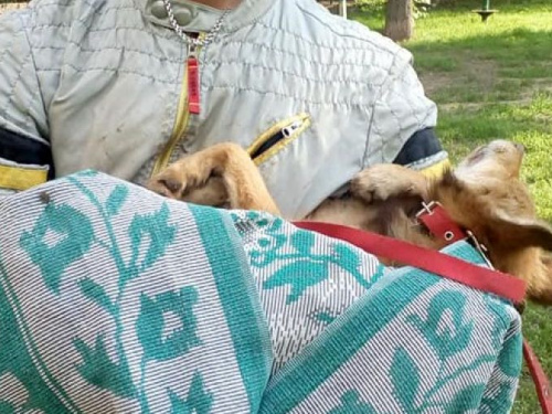 В Кривом Роге студент спас собаку, которая упала в открытый люк и просидела там неделю (фото)