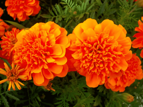 Як ці квіти рятують сад, і що з ними робити восени - фото з відкритих джерел