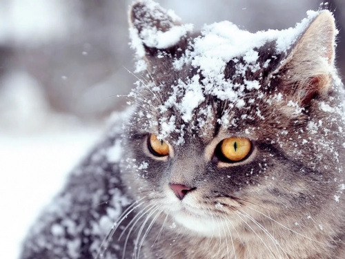 Грудень 2025: скільки відпочиватимуть українці - фото з відкритих джерел