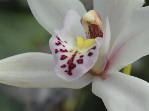 В Криворожском ботаническом саду изменился график работы оранжереи