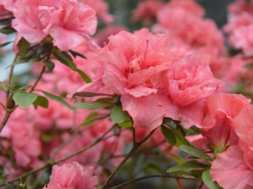 Азалии в цвету и обновленный выставочный зал: чем удивит криворожан ботанический сад