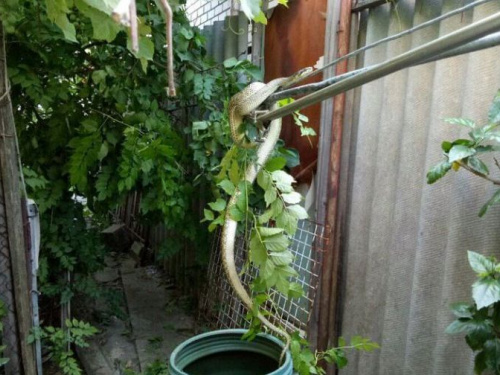 Незваный гость: на Днепропетровщине возле жилого дома обнаружили 1,5-метровую змею (фото, видео)