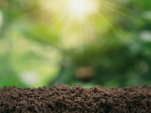 Як зрозуміти, який ґрунт у вас на городі - фото з відкритих джерел