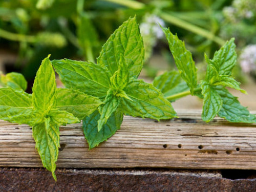 Чим корисна м’ята - фото з відкритих джерел
