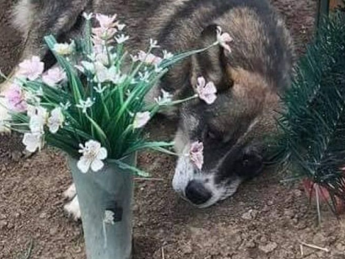 Фото из сети Интернет