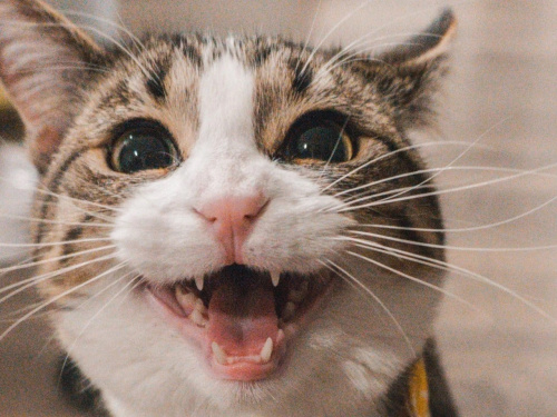 Що означають незвичайні поведінкові «капризи» кота - фото з відкритих джерел