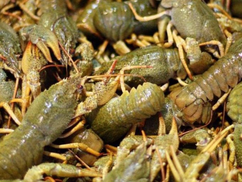 Криворожанам на заметку: вылов раков будет запрещен