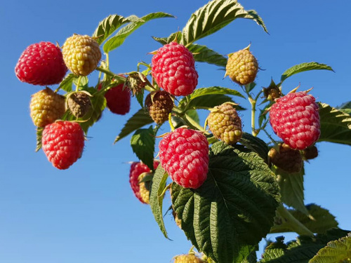 Малиновий бум - фото з відкритих джерел