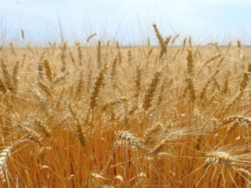 На полях Днепропетровщины приступили к уборке урожая озимых