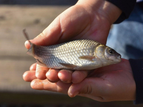 Нові Правила рибальства: на Дніпропетровщині риболовам розповіли, як, де і скільки можна ловити