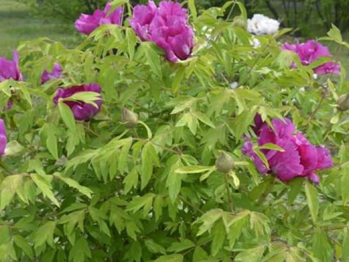 Криворожан приглашают в ботанический сад полюбоваться коллекцией ковыли и весенним садом (фото)