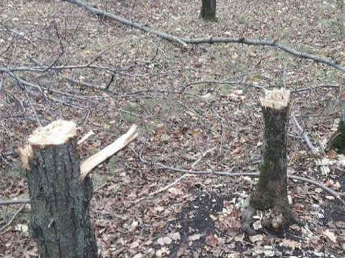 В Кривом Роге происходит незаконная вырубка деревьев в Дендропарке (ФОТО)