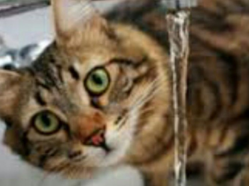 Криворожане обеспокоены: можно ли пить воду из крана и когда устранят "катаклизм"  (ФОТО)