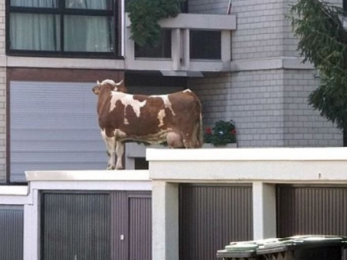 Сбежавшая из фермы корова нашлась на крыше гаража (ВИДЕО)
