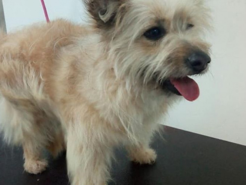 Стильные и модные: в Кривом Роге над бездомными собаками поработали грумеры (фото)