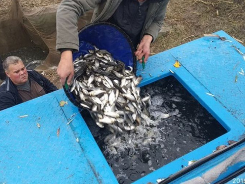 В водохранилище под Кривым Рогом выпустили три тонны малька толстолобика (фото)