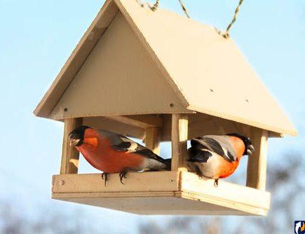 Годівничка з птахами - фото з відкритих джерел