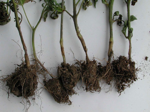 Як захистити коріння розсади від гнилі та шкідників: важливі правила