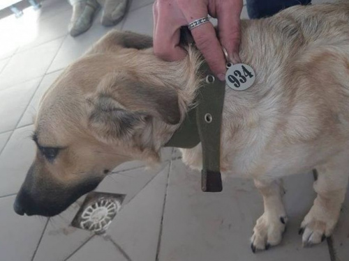 В Кривом Роге посчитают бездомных собак