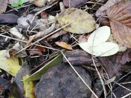 Под Кривым Рогом мужчина искал грибы, а нашел гранату