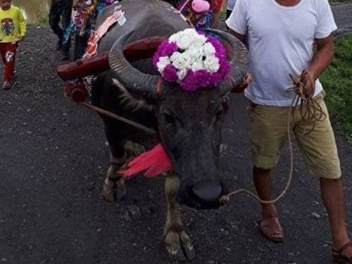 Свадебные буйволы: Необычное торжество молодожен во Вьетнаме (ФОТО+ВИДЕО)