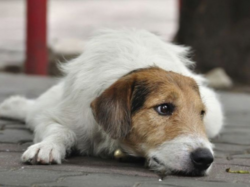 Стерилизация и гостиница: какие новые услуги и за сколько жителям Кривого Рога предлагает Центр обращения с животными