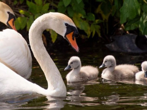В Кривом Роге семейство лебедей облюбовало пляж на затопленном руднике (видео)