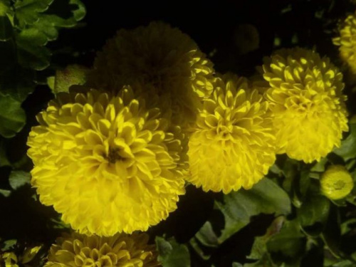 День открытых дверей: в ботанический сад приглашают криворожан полюбоваться осенними красками (ФОТО)