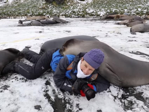 Фотографа "завалило тюленями" во время съемки (ВИДЕО)